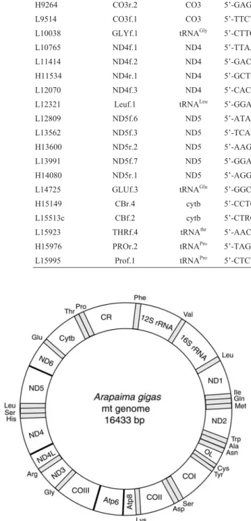 Figure 1 - Schematic map of the complete mitochondrial genome of Ara- Ara-paima gigas.