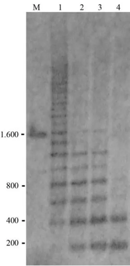 Figure 4 - Southern blot hybridization results of 5S rDNA sequences to genomic DNA of Isopisthus parvipinnis digested with HindIII endonuclease