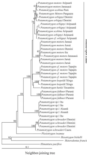 Figure 2 - Phylogenetic relationships of the potamotrygonids based on a Maximum-Likelihood phylogenetic analyses of mitochondrial COI  se-quence data using GTR + inv substitution model