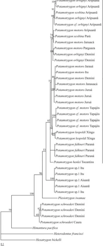 Figure 3 - Phylogenetic relationships of the potamotrygonids based on a Bayesian-inference phylogenetic analyses of mitochondrial COI sequence data using GTR + inv substitution model