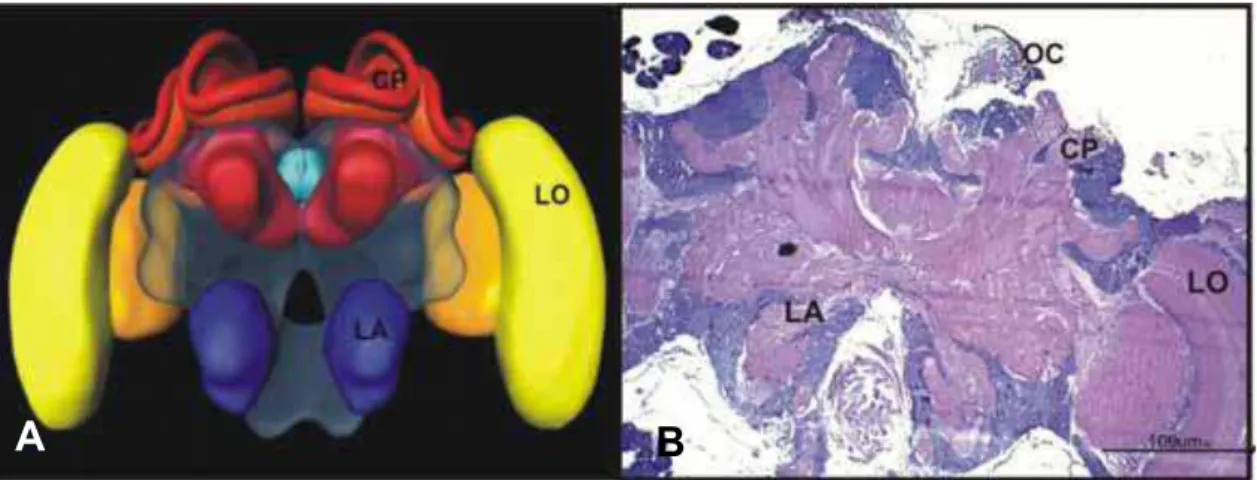 FIG 01: Modelo tridimensional do sistema nervoso de abelha Apis mellifera (BRANDT, R. et al,  2005) (A) e fotomicrografia com visão geral, corada com hematoxilina/ eosina (B), mostrando as  regiões dos Lobos ópticos (LO), Lobos antenais (LA), Corpos pedunc