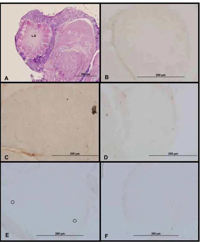 FIG 06: Fotomicrogafia da região do lobo antenal de indivíduos expostos ao dióxido de carbono  durante a fase de recém-emergida corado com hematoxilina e eosina (A) e marcação através de  técnica de imunohistoquímica da proteína c-Fos  no cérebro de indiví
