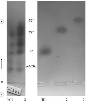 Figure 1 - (A) Malate dehydrogenase from skeletal muscle extracts of Geophagus brasiliensis: (1) AB1* (2) AB1B2* (B) sMDH isolated  iso-forms: (1) A, (2) B1 and (3) B2