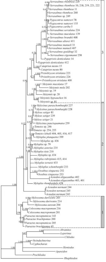 Figure 3 shows the BI tree for the pacu and the Myleus clades based on the control region data