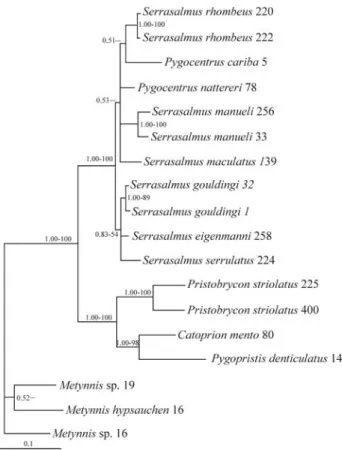 Figure 4 - Phylogeny of the piranha clade, obtained with Bayesian infer- infer-ence based on control region mtDNA sequinfer-ences (1216 total characters, 1130 bp and 86 indel characters)