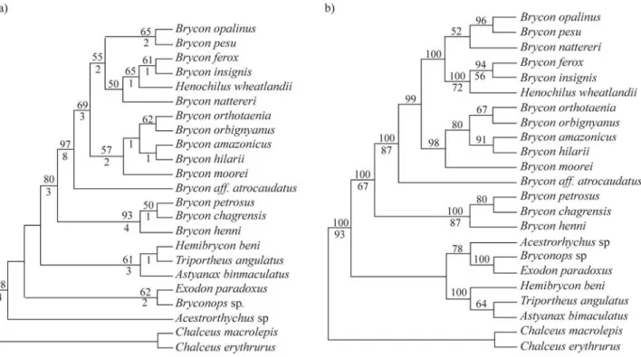 Figure 2 - Phylogenetic analyses of Brycon and Henochilus with Maximum Parsimony (MP) and Bayesian analysis (MB)