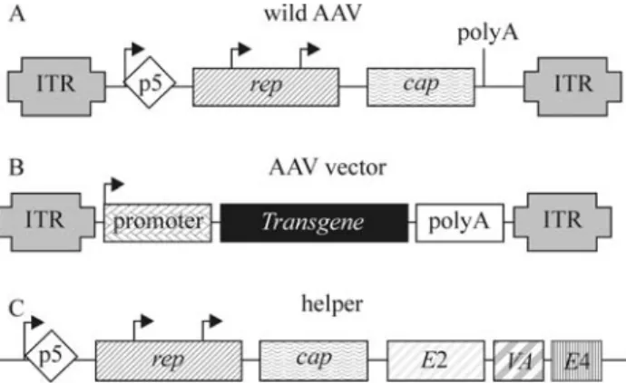 Figure 1 - AAV genetic structure. (A) Wild AAV; (B) AAV vector cas- cas-sette, containing only the ITRs of the wild virus and the transgene and its promoter; (C) helper cassette, containing the AAV rep and cap genes  re-quired for virus packaging and the A