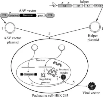 Figure 2 - AAV recombinant vector production. Insertion of the AAV vector and helper cassettes into the respective plasmids (1);  co-trans-fection of both plasmids in HEK 293 packaging cells, whose genome  con-tains the Ad E1 gene, which together with the 