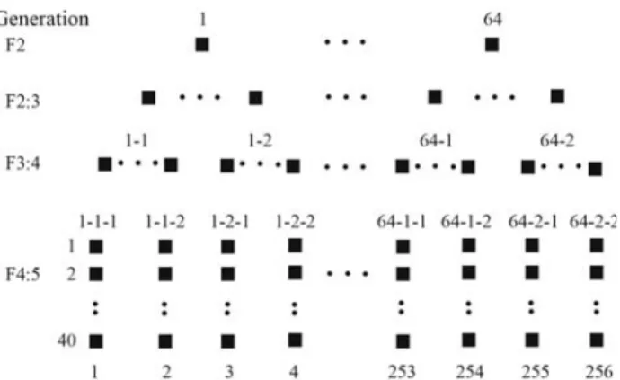 Figure 1 - Scheme of conduction by pedigree method.