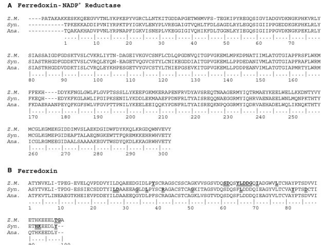 Fig. 1. Multiple sequence alignment for (A) FNRs and (B) Fds, from Z. Maize (Z.M.), Synechocystis (Syn.) and Anabaena (Ana.)