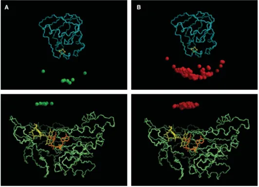 Fig. 3. Docking of the Fd/FNR/NADP + complex from Synechocystis. The top panels show the hypothetical docked positions of FNR (represented each by a small sphere located at its geometric center), relative to the structure of Fd (shown as blue backbone trac