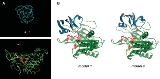 Fig. 5. Detailed view of the electron-transfer site in the two hypothetical models of NADP + /FNR/Fd complex from Synechocystis