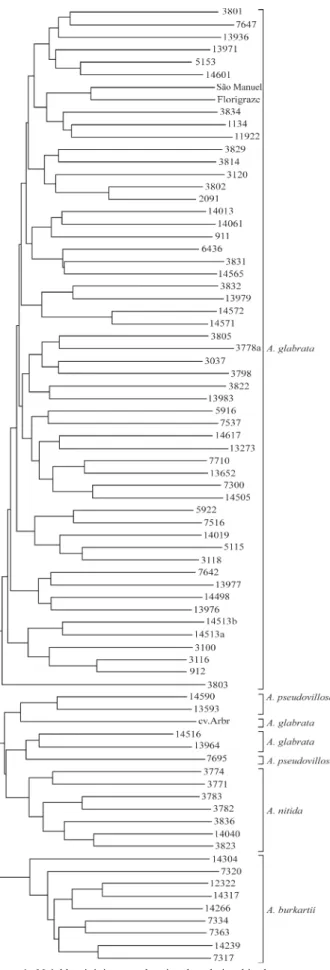 Table 4 - The mean genetic distance estimates (Nei and Li, 1979) for the four Arachis species in section Rhizomatosae.
