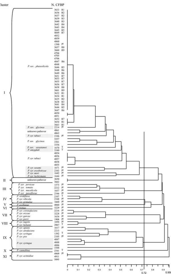 Figure 1 - Dendrogram obtained by comparison of BOX-PCR fingerprinting patterns from 88 bacterial strains belonging to Pseudomonas savastanoi species and P