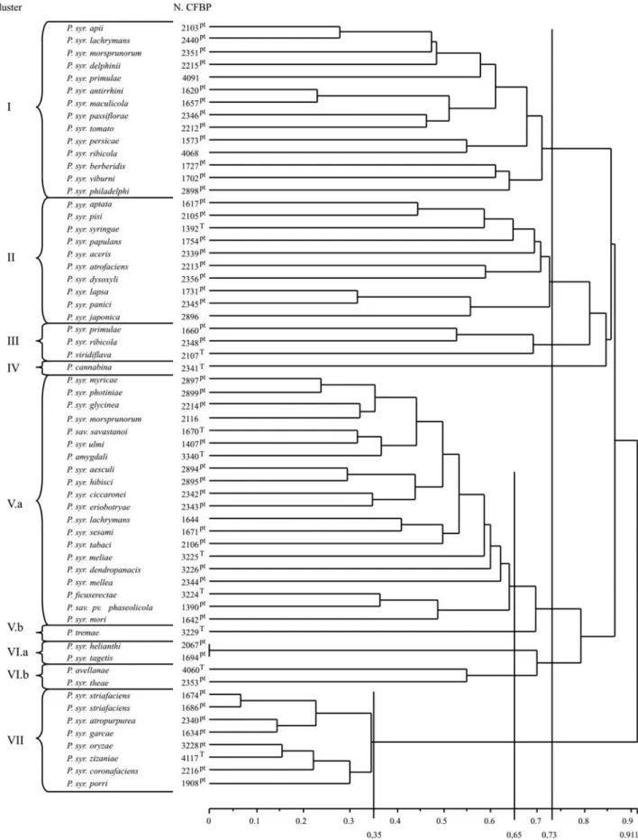 Figure 3 - Dendrogram obtained by comparison of BOX-PCR fingerprinting patterns from 61 bacterial type strains belonging to Pseudomonas syringae - -Pseudomonas viridiflava large group (UPGMA analysis, Jaccard coefficient)