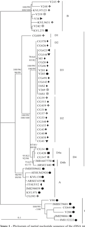 Figure 1 - Phylogram of partial nucleotide sequence of the rDNA inter- inter-genic spacer (IGS) region in Metarhizium sp