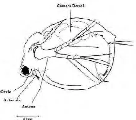 Figura 1: Anatomia da fêmea de Ceriodaphnia dubia (Berner, 1986; apud EPS, 2007). 