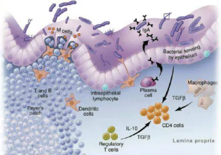 Figura 5. Mecanismos imunológicos envolvidos na proteção da translocação microbiana 