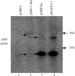 Figure 4 - The 280-1~8 fragment (generated by deleting 280-9 and its downstream region in ORF2) did not induce premature transcriptional  ter-mination when inserted in antisense orientation downstream of GFP (lane 2)