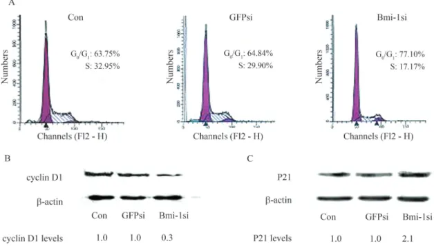 Figure 4 - Effect of Bmi-1 silencing on cell cycle progression and expression of cyclin D1, p21 of MCF-7 cells