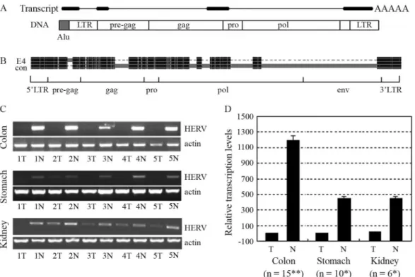 Figure 1 - Structure and transcription of the HERV-H-related gene. (A) Schematic for structures of the HERV-related spliced transcript and its template DNA