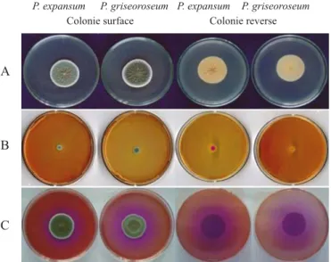 Figure 1. Morphological characterization of P. expansum and P. griseoroseum. Colonies have been grown in medium CYA for 7 days (A), CSN for 2 (B) and 7 days (C), at 25ºC.