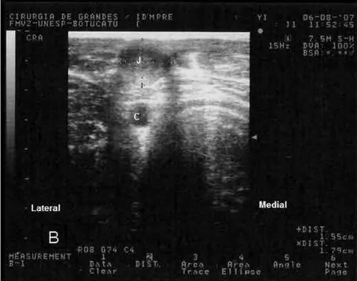 Figura  10:  Imagem  ultra-sonográfica  de  veia  jugular  hígida  em  corte  transversal,  ingurgitada  por  garroteamento  na  entrada  do  tórax  (momento  de  pré-indução) 