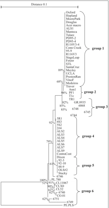 Figure 2. Dendogram based on the nucleotide sequence of the 16S-23S rDNA intergenic spacer of X