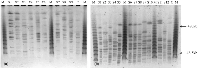 Table 2. Resistance profile to antimicrobial agents of Salmonella sp. strains isolated in a salami processing line