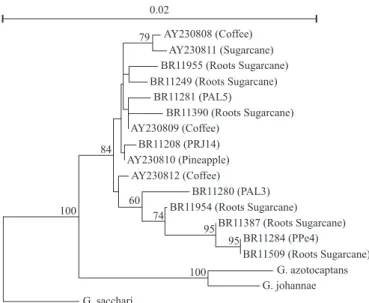 Figure 5. Phylogenetic analysis of the 16S rDNA sequences of different nitrogen-fixing isolates obtained from several sugarcane varieties maintained in the germoplasm bank