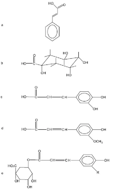 Figura 2. Estrutura dos isômeros do ACQ e AFQ: a) ácido trans-cinâmico;  b) D-(-)-    ácido quínico; c) ácido cafeico; d) ácido ferúlico e e) R = OH, ácido 5-cafeoilquínico,   R  = CH3 , ácido 5-feruloilquínico