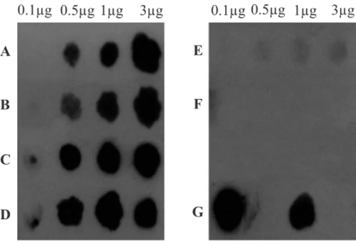 Figure 1. Dot blot hybridization using the nifH probe and genomic DNA (0.1-3.0 mg) from A) COL; B) MANC; C) MAGDE3; D) MI753; E) E
