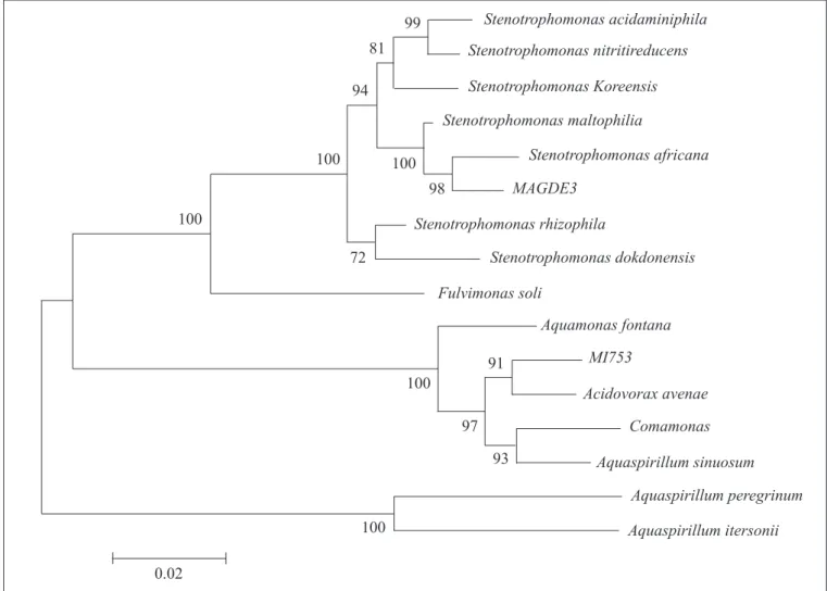 Figure 5. Phylogenetic tree obtained for strains MAGDE3 and MI753 using the Neighbor-Joining method and p-distance, based on their 16S rDNA sequence