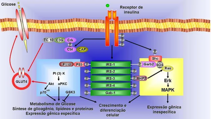 Figura 1 - As vias de sinalização insulínica. O receptor de insulina é uma tirosina quinase que se  autofosforila e catalisa a fosforilação de proteínas intracelulares como as proteínas IRS, Shc e Cbl