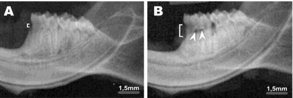 Figure  1.  Mandible  images  obtained  from  experimental  animals.  Radiographic  images  showing  (A)  normal  alveolar  bone,  and  (B)  loss  of  bone  in  the  interproximal  and  interradicular  regions  (white  arrowhead)  around  50  days  after  