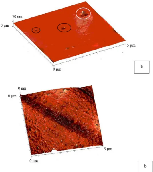 Figure 1. AFM images (surface topography) of (a) silicone tubes and (b) polyurethane tubes