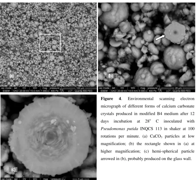 Figure  4.  Environmental  scanning  electron  micrograph  of  different  forms  of  calcium  carbonate  crystals  produced  in  modified  B4  medium  after  12  days  incubation  at  28 o   C  inoculated  with  Pseudomonas  putida  INQCS  113  in  shaker 