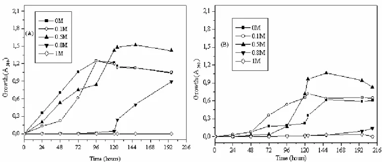 Figure 3.  Growth of Nocardiopsis sp. (MADO3) of increased salinity in: M63 medium (A) and in ISP5 medium (B).