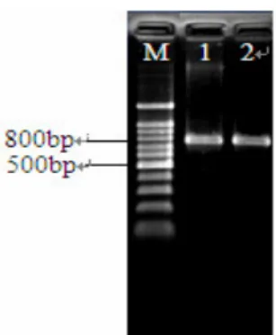 Figure  1.  The  nifH  gene  amplification  of  inoculated  and  reisolated strains (M: 100bp marker; 1:MQ23; 2:MQ23R) 