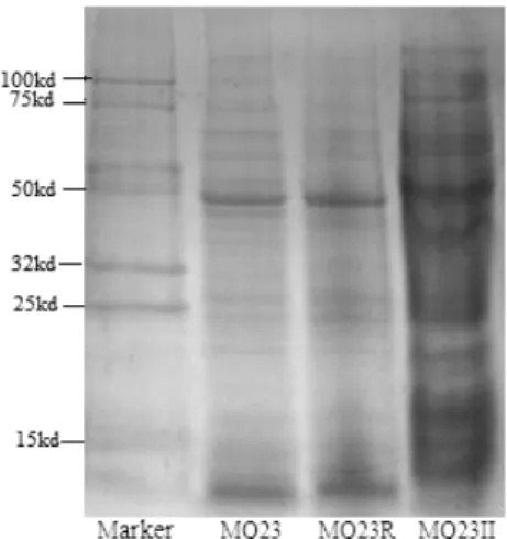 Figure  4.  Neighbor  joining  tree  based  on  alignment  of  nucleotide  sequences of the 16S rRNA gene from tested strains (shown in bold)  and  reference  strains