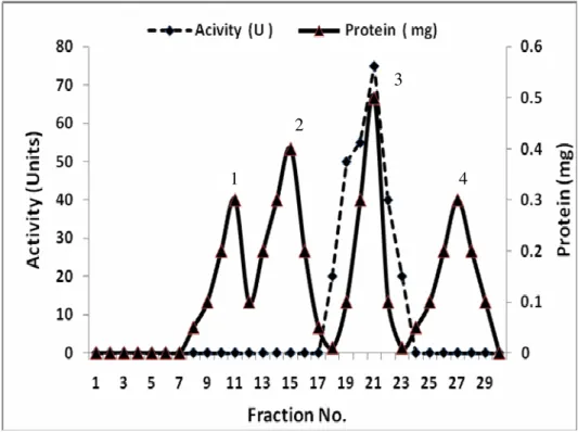Figure 2. Purification of Inulinase I from Thielavia terrestris using ion exchange on DEAE-Cellulose