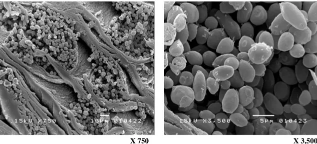 Figure 3. Yeast cells in the alginate gel layer of the ALM after 72 h of ethanol fermentation 