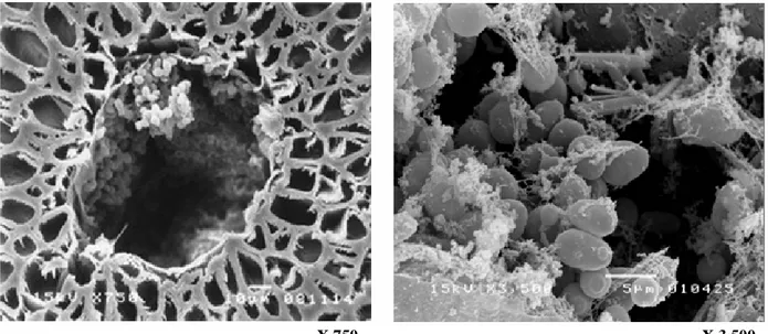 Figure 5. Batch fermentations using ALM carriers with dimensions of 9 x 9 x 3 mm 3  (open symbols) and 20 x 20 x 3 mm 3  (filled  symbols);  , = sugar:  , = ethanol