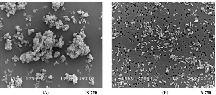 Figure 9. Suspended cells in the PBR (A) and in the effluent (B) after 30 days of continuous fermentation