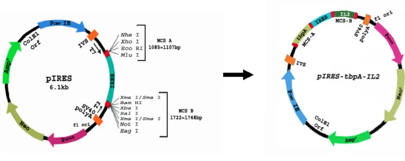 Figure 1. Schematic representation of tbpA and IL2 genes in recombinant plasmid pIRES-tbpA-IL2