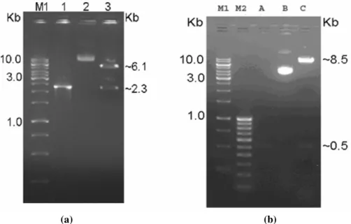 Figure  2a  &amp;  2b.  PCR  amplification  of  tbpA  gene  of P.  multocida  &amp;  murine  IL2  gene  and  restriction  endonuclease  analysis  of  pIRES-tbpA  plasmid  &amp;  pIRES-tbpA-IL2  plasmid
