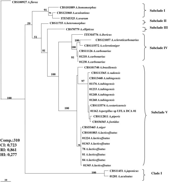 Figure 3. Maximum Parsimony Phylogenetic Tree based on the ß-tubulin gene of species belonging to the Section  Nigri