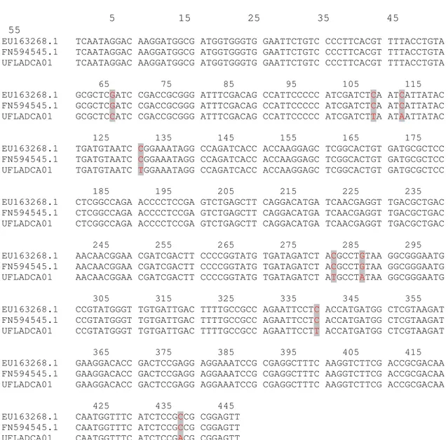 Figure 4. Nucleotide sequence alignment of a portion from the calmodulin gene of A.costaricaensis (EU163268.1 and FN594545.1) and  Aspergillus sp UFLA DCA 01