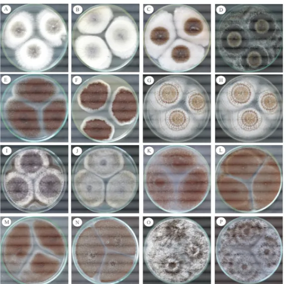Figure  1.  Photographs  of  the  colonies  of Aspergillus  Section Nigri in  CYA  and  MEA  25  ºC  after  7  days  showed  morphologic  differences