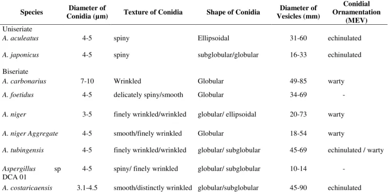 Table 3.  Microscopic characteristics of the species of Aspergillus Section Nigri 
